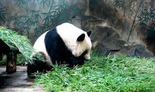 杭州野生动物园地址