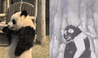 白色大熊猫影像公开 白色大熊猫影像公开